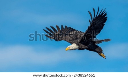Flying eagle background photo nice 