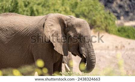 Elephant background photo nice Africa 
