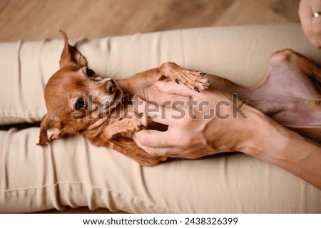 Woman sits on the floor, holds a mini toy terrier on her lap, plays with him, scratches his belly. Concept of friendship between a dog and a person, care, play, care. Woman tickling dog's belly Royalty-Free Stock Photo #2438326399