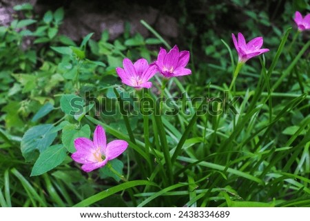 Aesthetic close up of Zephyranthes grandiflora flowers or Zephyranthes minuta, Fairy Lily, Rain Lily, Zephyr Flower in the garden. Purple wild lilies grow wild in the yard Royalty-Free Stock Photo #2438334689