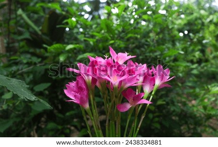 Aesthetic bouquet of Zephyranthes grandiflora or Zephyranthes minuta, Fairy Lily, Rain Lily, Zephyr Flower in the garden. Collection of purple wild lilies with plant background Royalty-Free Stock Photo #2438334881