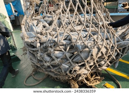 Transshipment of frozen Skipjack and Yellowfin tuna mix size inside large net, Get out from hatch, cold storage on carrier ship into the truck and transport to factory in port and unloading concept Royalty-Free Stock Photo #2438336359