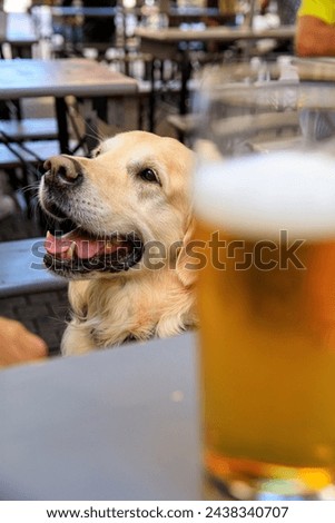 Happy golden retriever dog on a terrace with beer in Heidelberg, Baden-Württemberg, Germany