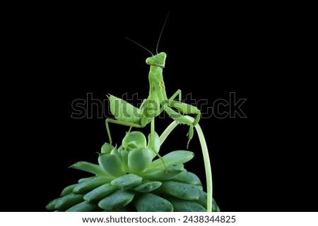The praying mantis on leaves, praying mantis on branch with black background, Green Praying Mantis