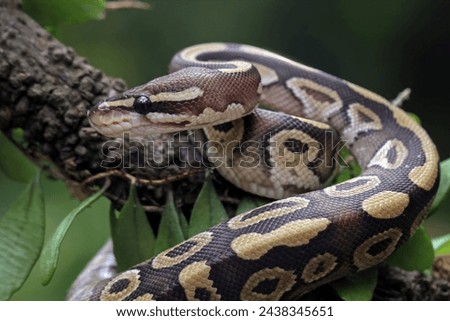 Ball python snake close up on branch, python regius isolated on blackbackground Royalty-Free Stock Photo #2438345651