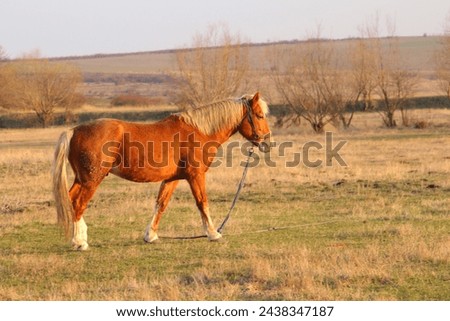 A horse with a rope in a field