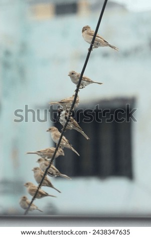 Group of sparrow birds sitting on a wire. Extinct bird Royalty-Free Stock Photo #2438347635