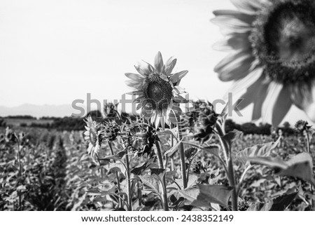 Black and White close up of Sunflower fields scenery background. Beautiful natural botany. The symbolic of Rebirth, New life, growth, season on the earth. Blossom scenic. For print decors, collectors.