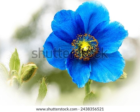 Blue poppy (meconopsis betonicifolia) in northern Norway close to Arctic Sea. Bloom in the arctic. The picture  was taken in connection with a trip to Kirkenes and Pasvik near the Russian border.