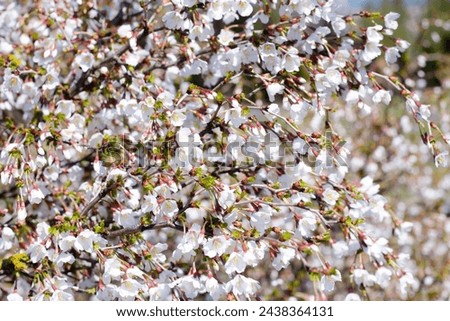 Background with small white flowers, flowering bush with space for copy. Floral background with space for text, spring white flowers. Banner for Mother's Day Greeting Card, Birthday Laziness