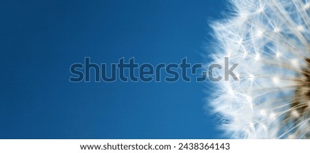 A close up of a dandelion set against an electric blue sky with fluffy cumulus clouds, creating a stunning pattern in the sky