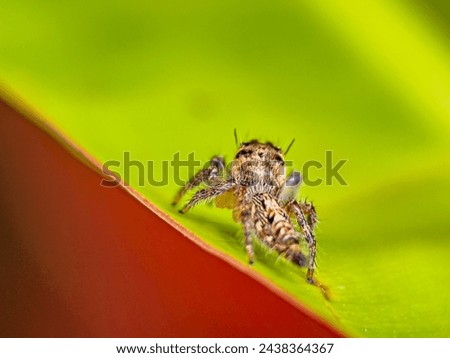 Hyllus is a genus of the spider family Salticidae. Most species occur in Africa and Madagascar, and many in Australasia and northern India. Royalty-Free Stock Photo #2438364367