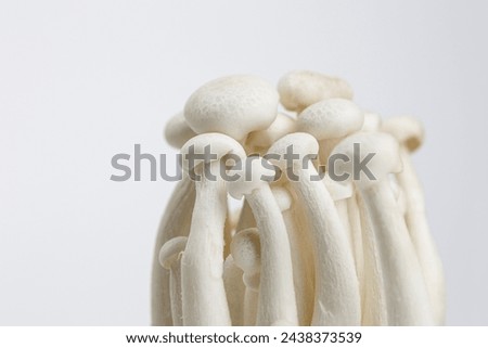 Shimeji Mushrooms. Buna - shimeji  Asian mushrooms with a crunchy texture and nutty, savory flavor. Beech Mushrooms. Part of set. Royalty-Free Stock Photo #2438373539