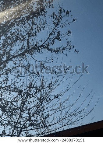 In this picture show a tree like shadow background sky.