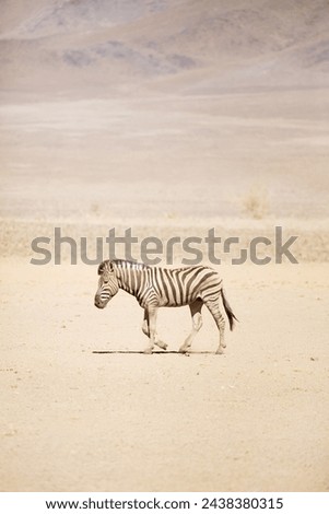 Zebra in the African savanna .