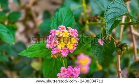 Vibrant lantana flowers bloom amidst lush green leaves, showcasing a dance of colors from yellow cores to pink petals, epitomizing nature’s artistry.