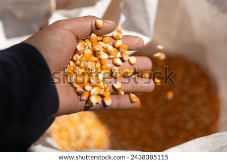 selective focus many yellow corn kernels in hand Dried corn seeds in the field Beautiful grown seeds from the sack ready to be delivered to the factory. to make corn flour or animal feed