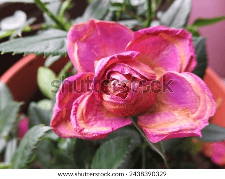 A wilted purple pink rose petals in the balcony turns brown and dry  Royalty-Free Stock Photo #2438390329