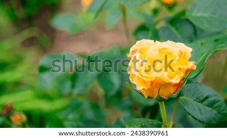 Yellow rose bud on a blurred garden background. Beautiful bush of yellow roses in the spring garden. Rose Garden. 