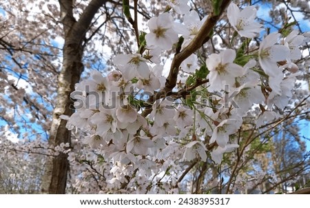 Cherry blossoms on twigs outdoors. Royalty-Free Stock Photo #2438395317