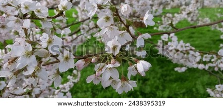 Cherry blossoms on twigs outdoors. Royalty-Free Stock Photo #2438395319