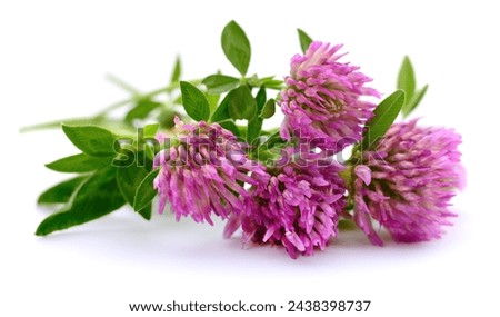Pink clover flowers on a white background. Royalty-Free Stock Photo #2438398737