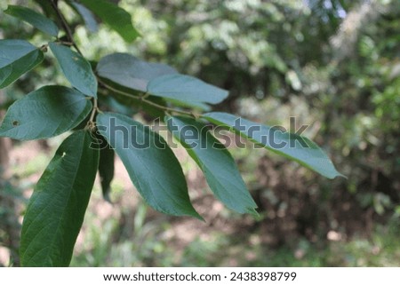 green and dry leaves in the forest