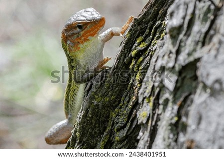 The captivating image shows the delicate balance of a colorful lizard, its skin a tapestry of oranges and greens, clinging to the craggy surface of an ancient tree. Royalty-Free Stock Photo #2438401951