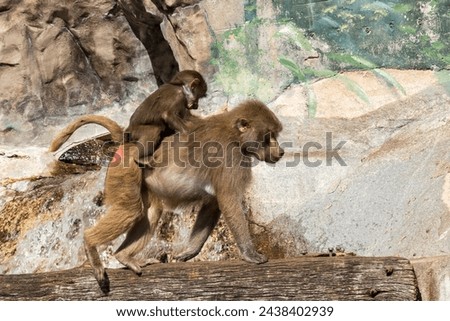The Hamadryas baboon parenting in Skansen Zoo. Swedish zoo. Female baboon with infant.