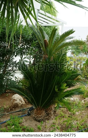 Cycas revoluta palm with male reproductive cone growing in August. Cycas revoluta, Sotetsu, sago palm, king sago, sago cycad, Japanese sago palm is a species of gymnosperm in the family Cycadaceae.  Royalty-Free Stock Photo #2438404775