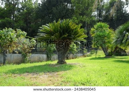 Cycas revoluta palm with male reproductive cone growing in August. Cycas revoluta, Sotetsu, sago palm, king sago, sago cycad, Japanese sago palm is a species of gymnosperm in the family Cycadaceae.  Royalty-Free Stock Photo #2438405045