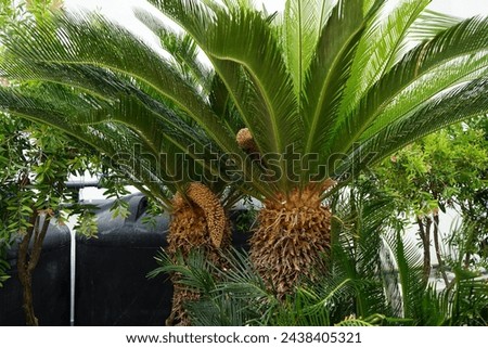 Cycas revoluta palm with male reproductive cone growing in August. Cycas revoluta, Sotetsu, sago palm, king sago, sago cycad, Japanese sago palm is a species of gymnosperm in the family Cycadaceae.  Royalty-Free Stock Photo #2438405321