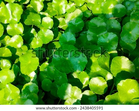 Stunning close-up green leaves of Hydrocotyle Verticillata(Buce plant,Whorled pennywort) ultra hd hi-res jpg stock image photo picture selective focus horizontal background top or aerial ankle view 