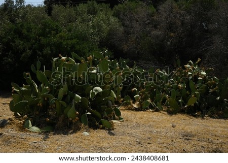 Opuntia ficus-indica with fruits grows in August. Opuntia ficus-indica, the Indian fig opuntia, fig opuntia, or prickly pear, is a species of cactus that has long been a domesticated crop plant.  Royalty-Free Stock Photo #2438408681