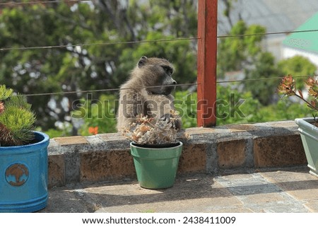 juvenile of chacma baboon or Cape baboon, Papio ursinus, feeding on plant in Simon's Town, South Africa