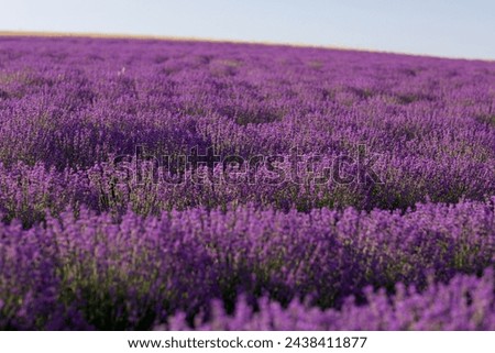 Large lavender field Background of blooming lavender Fragrant bloom Blooming season