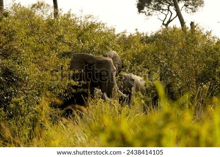 Elephants appearing out of the bush majestically walking into the beautiful opening revealing their tusks waving their huge ears at their natural habitat in Maasai Mara national nature reserve, Kenya Royalty-Free Stock Photo #2438414105