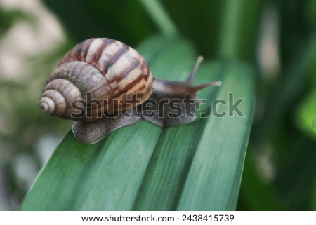 Snails that respire using a lung belong to the group Pulmonata Royalty-Free Stock Photo #2438415739