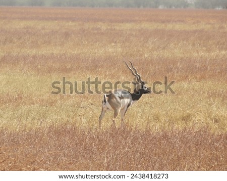 Graceful Guardians: Black Bucks of Velavadar National Park - Capturing the Majestic Beauty and Serene Presence of India's Prized Antelope in their Natural Habitat
