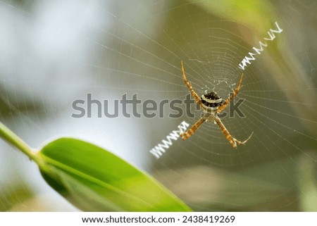 Signature Spider (Argiope Anasuja) is sitting on the web. It is also known as Writing Spider and Garden Spider. It is commonly found in gardens or backyards. Royalty-Free Stock Photo #2438419269