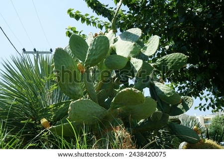 Opuntia ficus-indica with fruits grows in August. Opuntia ficus-indica, the Indian fig opuntia, fig opuntia, or prickly pear, is a species of cactus that has long been a domesticated crop plant.  Royalty-Free Stock Photo #2438420075