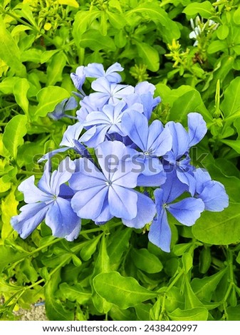 Plumbago auriculata Lam or Plumbago auriculata, the Cape leadwort, blue plumbago, or Cape plumbago, is a species of flowering plant in the family Plumbaginaceae, native to South Africa and Mozambiqu