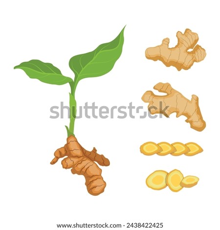 Vector illustration set of ginger root in cartoon flat style. Ginger rootcollection set. Artistic style colorful aromatic. Herbal spice. Detox food ingredient, natural herb plant, whole, sliced Royalty-Free Stock Photo #2438422425