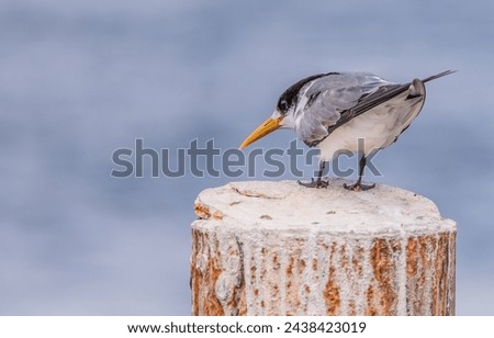 View from the back of a tern perched on the top of a pole.
