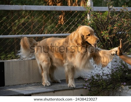  retriever hi fiving shaking hand in the part