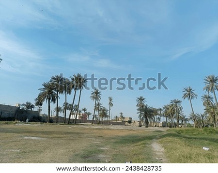 Nature pic of blue sky with green grass and palm trees.