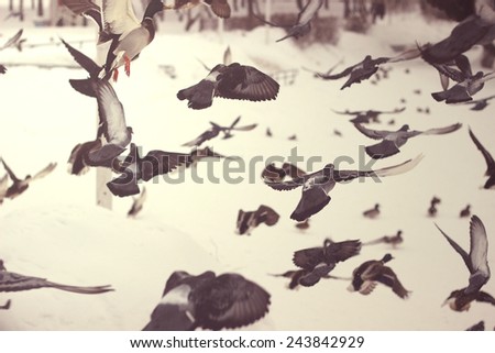 flock of flying ducks and pigeons Royalty-Free Stock Photo #243842929
