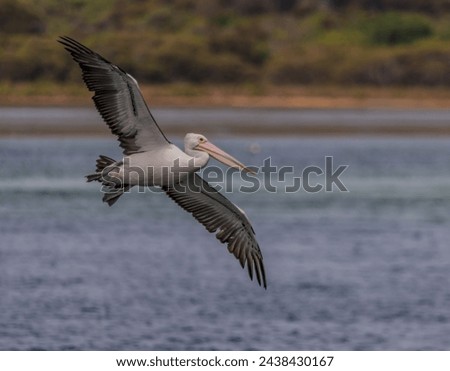 Beautiful Australian pelican flying sideways close to the sea. 