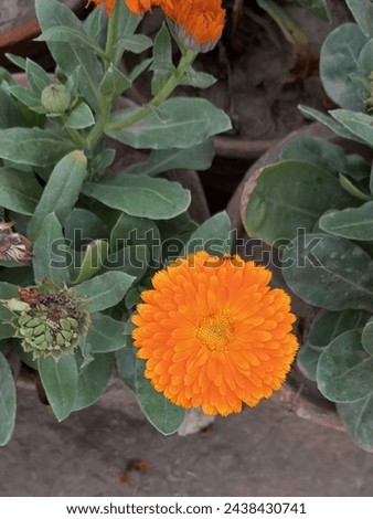  It is a Marigold flower picture.Members of the genus Targets have attractive yellow, orange, or red composite flowers that are solitary on the stems or clustered. 