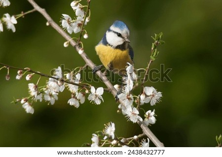 The Eurasian blue tit,Cyanistes caeruleus a small passerine bird in the tit family stands on a blossoming branch illuminated by the sun. Wonderful blurred green background. Yellow and green color. Royalty-Free Stock Photo #2438432777